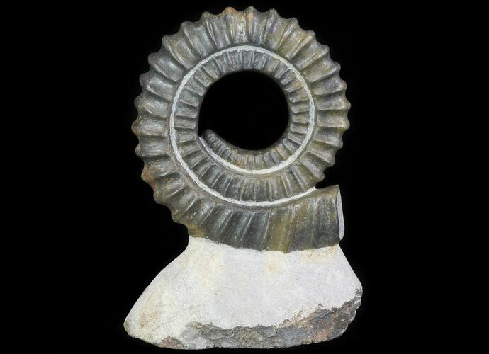 Devonian Ammonite (Anetoceras) - Morocco #64457